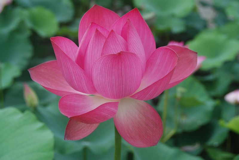 独秀-范伟